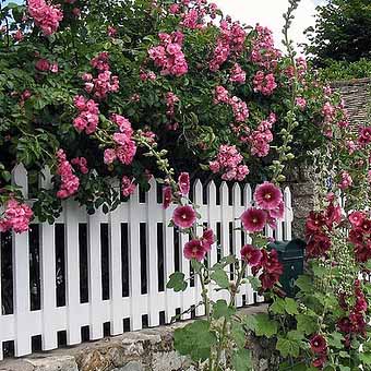 http://idealsad.com/wp-content/uploads/2013/09/foto-zaborov-s-cvetami13.jpg