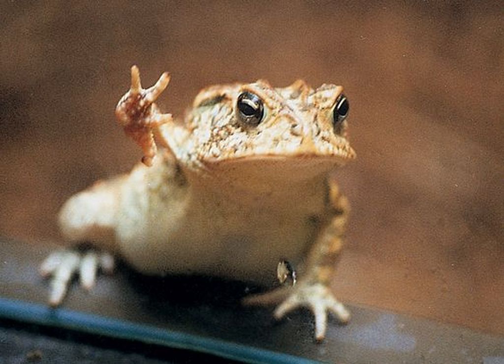 Вот и дождались: жаба Тоби — восходящая звезда интернета