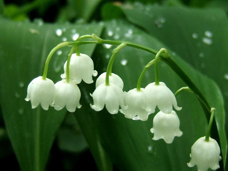 10 самых ароматных цветков