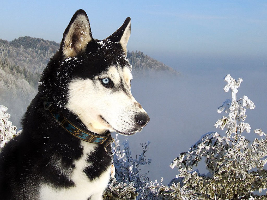    Wallpapers Syberian Husky