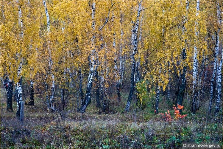 Осенние пейзажи Осенние пейзажи
