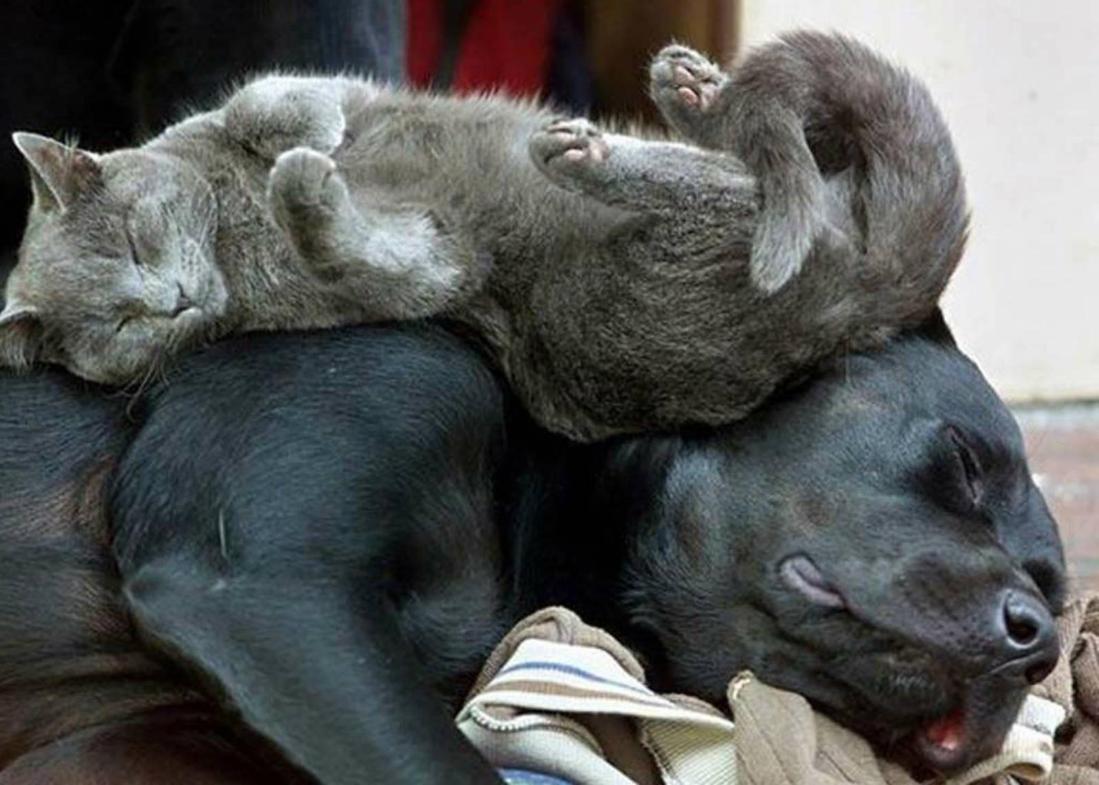 Котипес или песикот