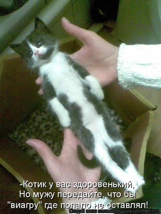 Лучшие котоматрицы недели (50 фото)