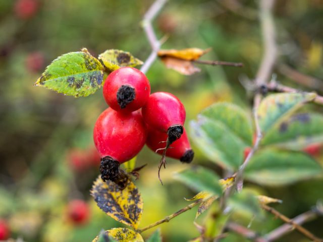 Плоды шиповника (Rosa) обладают полезными диетическими и лечебными свойствами. Как масло семян, так и настои приносят пользу коже благодаря своим противовоспалительным компонентам