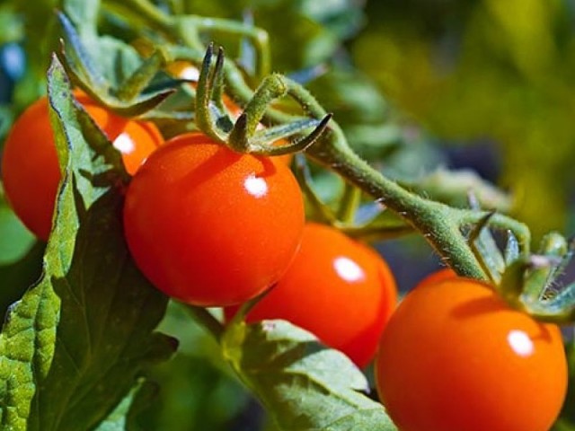 Полив из пластиковых бутылок О