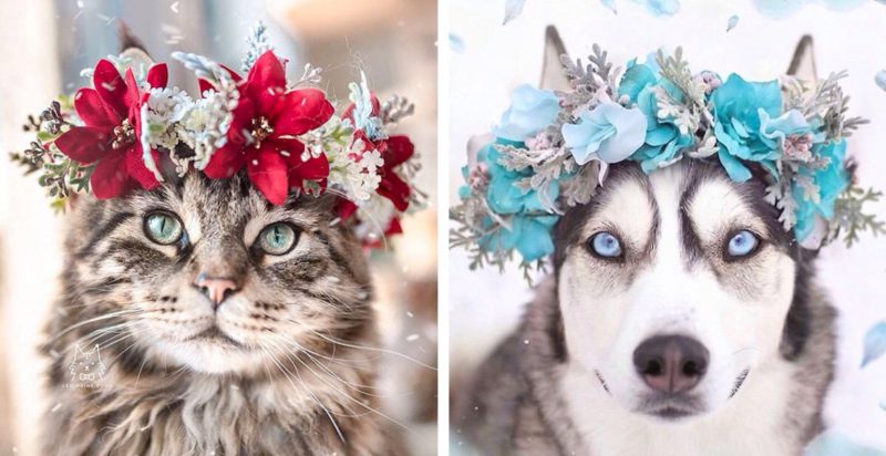Милота в квадрате: 25 домашних любимцев в цветочных венках от талантливого дизайнера