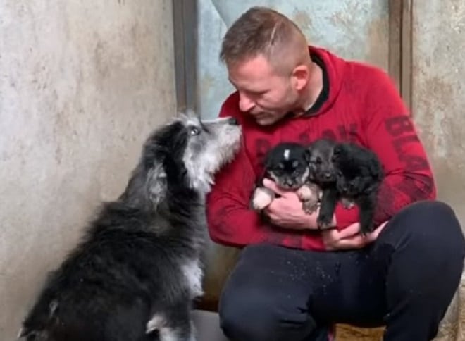 Волонтер и собака со щенками Мужчина собака и щенки