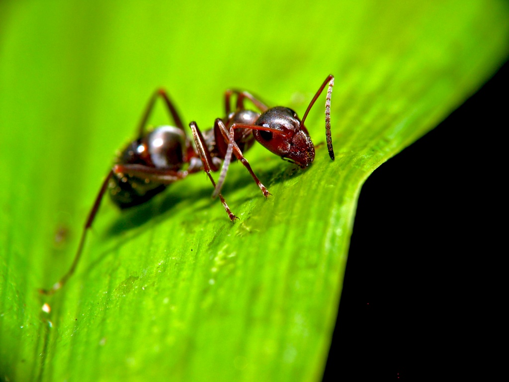 /blog/43437667518/Neobyichnyie-faktyi-o-zhivotnyih./Ant_on_leaf.jpg