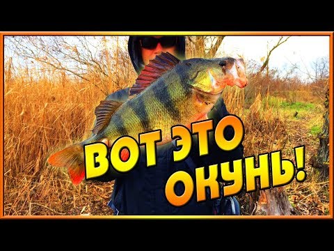 Рыбалка. Трофейный окунь. Рыбалка. Трофейный окунь.