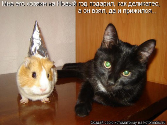 Котоматрицы новогодние великолепные, каждая с кусочком тепла, позитива и улыбкой!