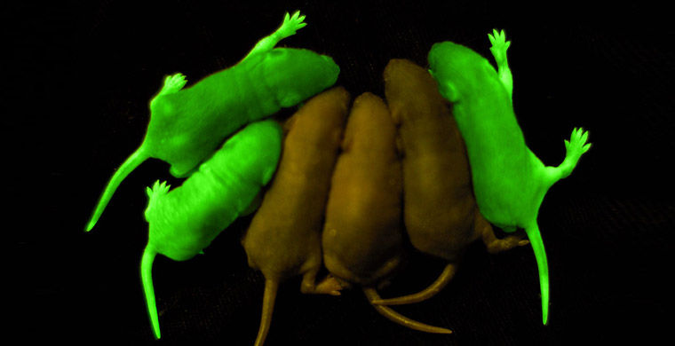 Зеленые животные биолюминесценция, животные, насекомые, свет, свечение
