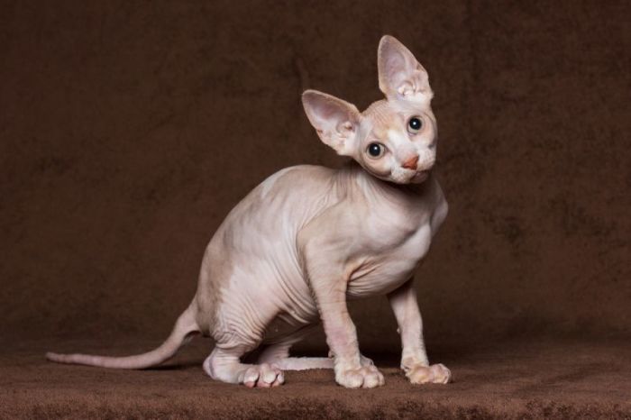 Канадский сфинкс. \ Фото: petstory.ru. Канадский сфинкс. \ Фото: petstory.ru.