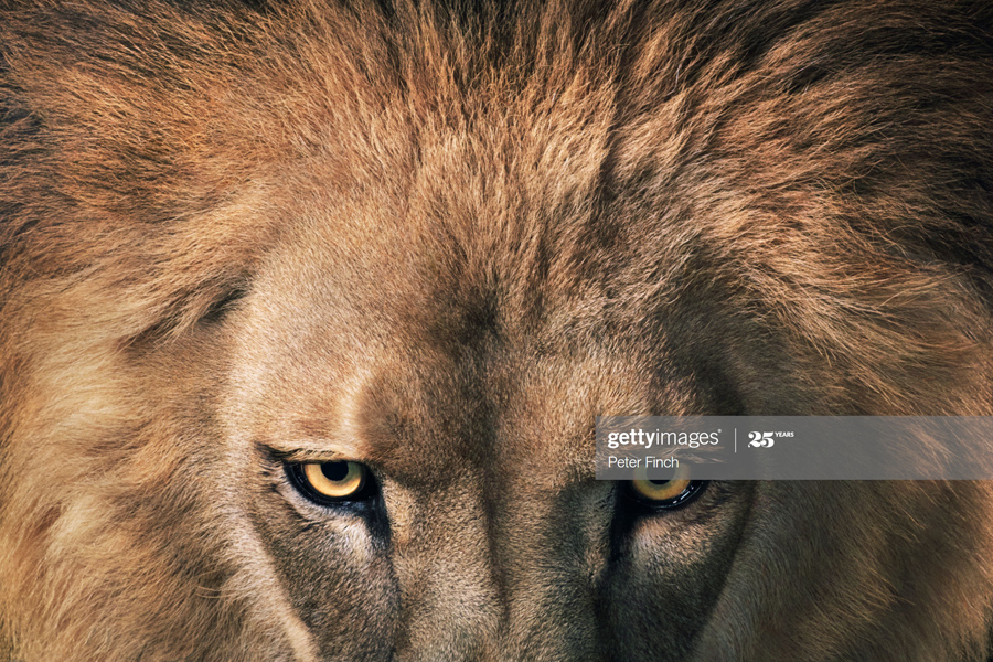 Lion-Leader Lion-Leader