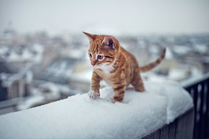 Забавные животные, которые впервые в жизни увидели снег Животные, которые впервые видят снег