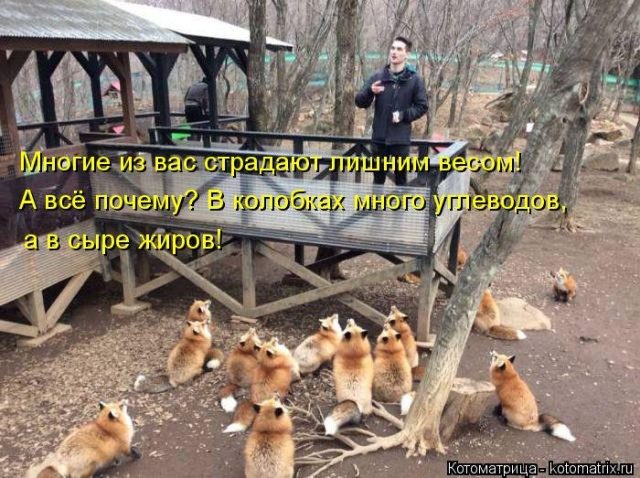 Самые смешные котоматрицы для хорошего настроения) Самые смешные котоматрицы для хорошего настроения)
