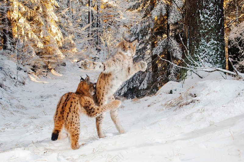 "Боевой котенок" - Джулиус Крамер, Германия, категория "Поведение млекопитающих" Wildlife Photographer of the Year, дикая природа, животные, красота, снимки-победители, фото, фотография, фотоконкурс