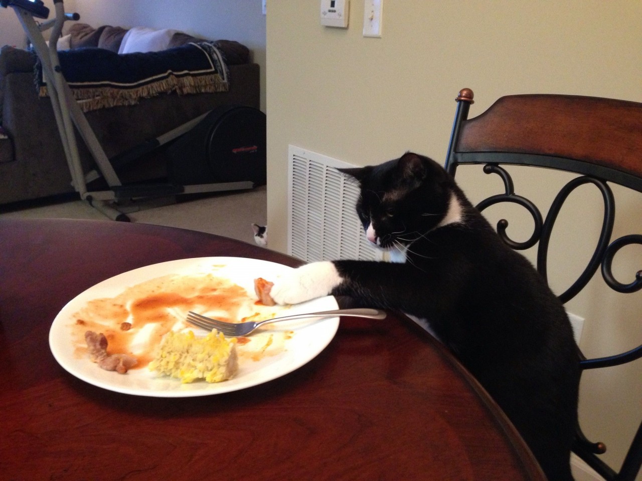 Кот сел на тарелку