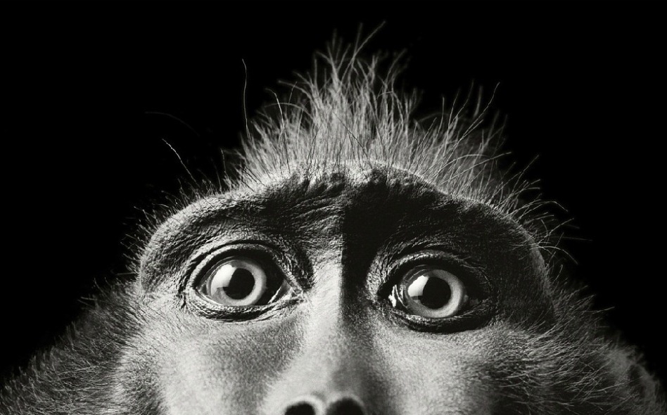 3. Фото из серии «Больше чем человек» (Tim Flach)