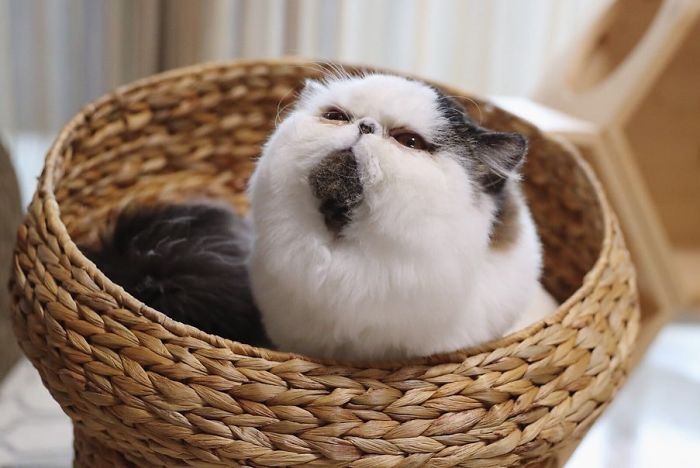8 милых фото кота Зуу, который похож на недовольный шарик