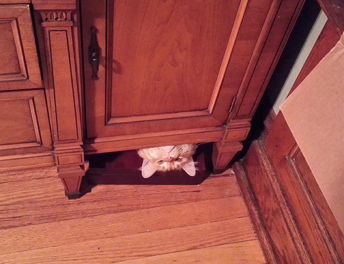 Коты, застигнутые врасплох Коты, застигнутые врасплох