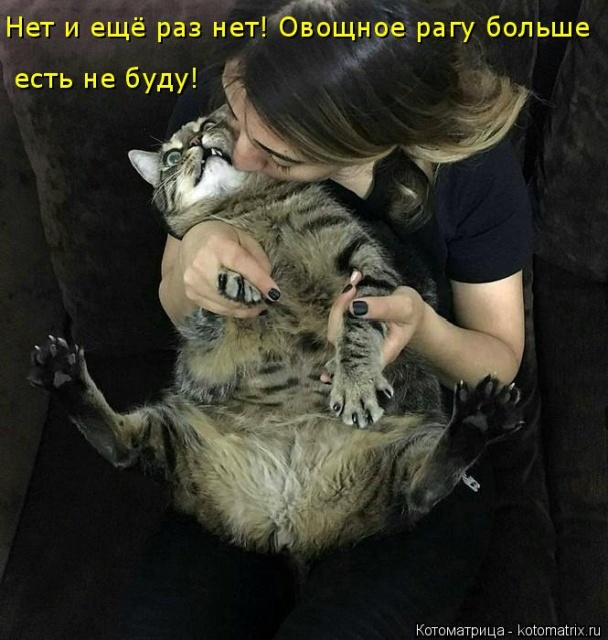Лучшие котоматрицы недели Лучшие котоматрицы недели