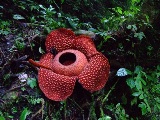 Раффлезия Арнольди (Rafflesia arnoldii)