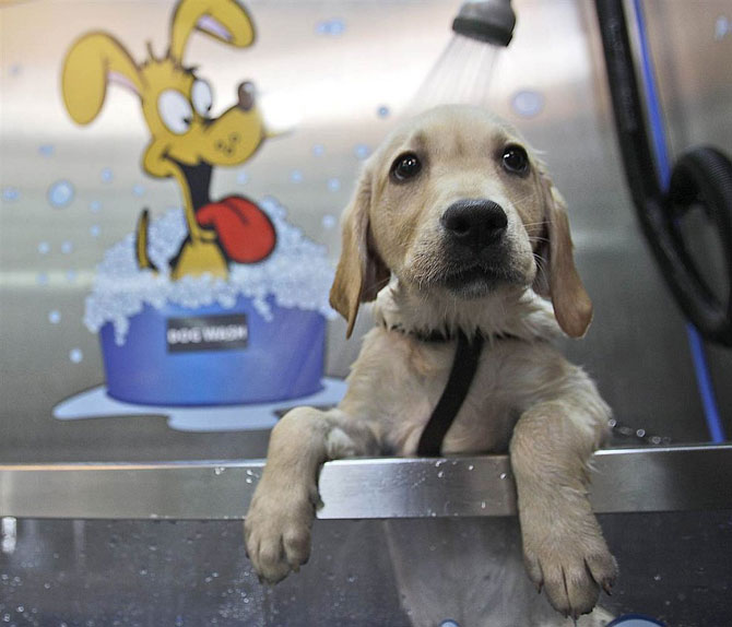 Животные в фотографиях за неделю