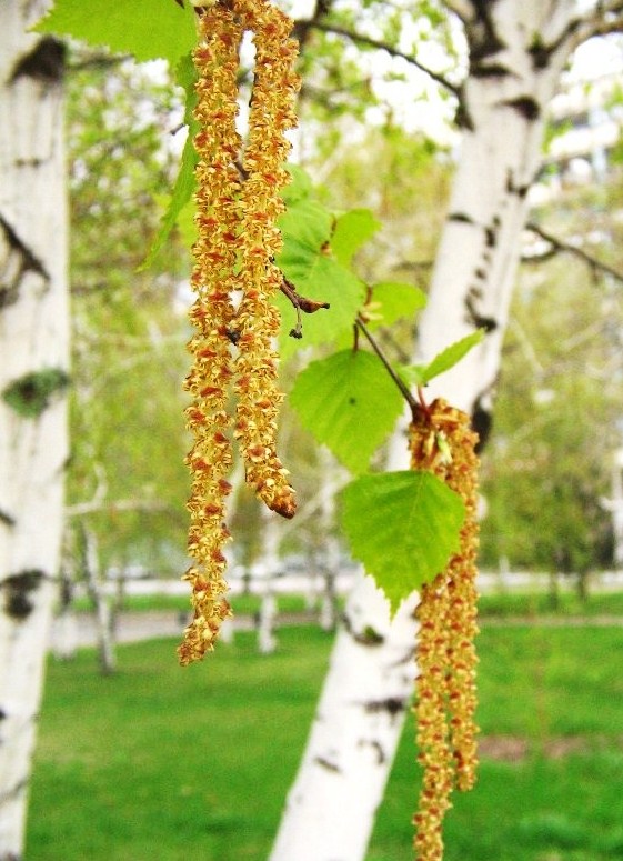 Береза – русский лекарь