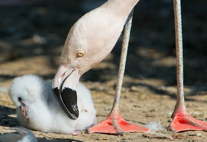 Животные в фотографиях за неделю