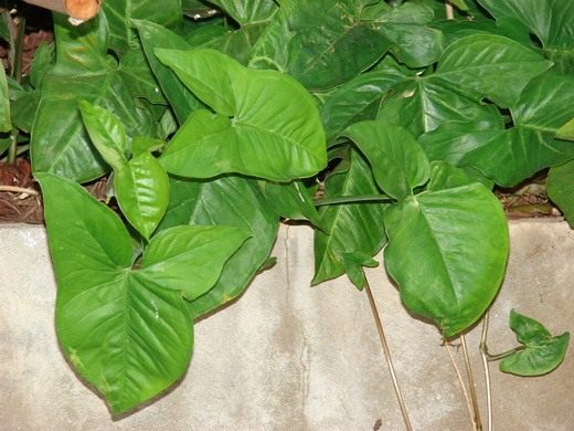Сингониум (Syngonium) Сингониум (Syngonium)