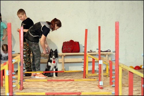 В штат красноярской школы приняли 40 собак В штат красноярской школы приняли 40 собак