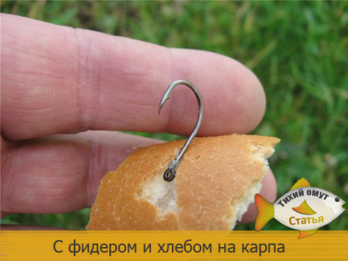 на чего можно ловить карпа на чего можно ловить карпа