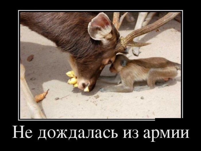 Демотиваторы (30 фото) Демотиваторы (30 фото)