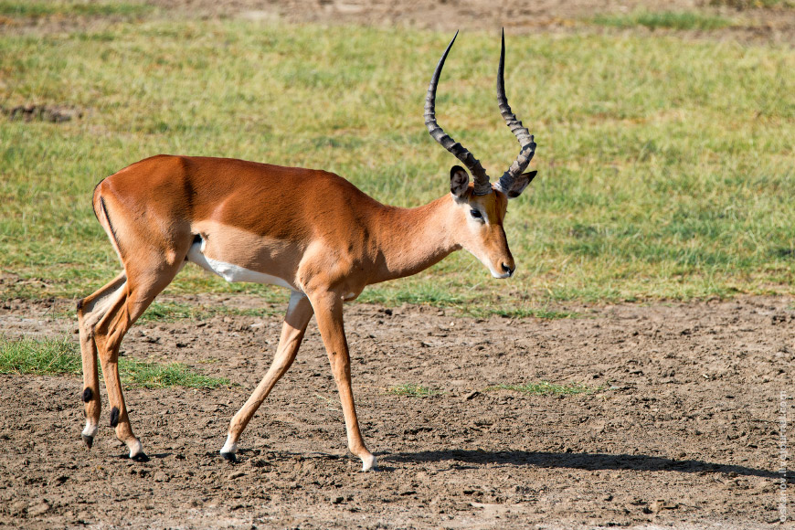 Импала (Aepyceros melampus)