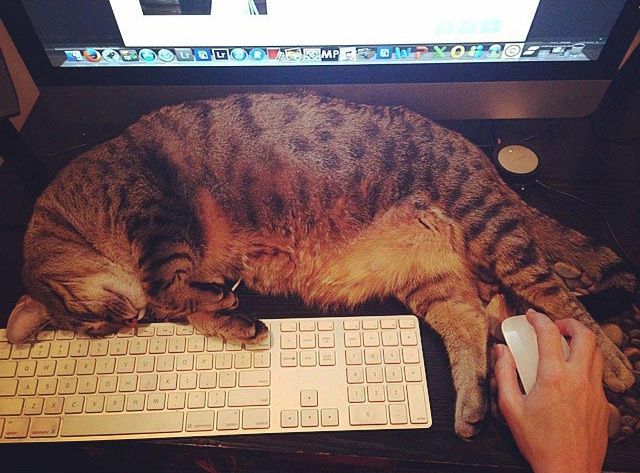 25 кошек, которые спят где угодно, кроме ваших коленей кошки спят, кошки спят в необычных местах