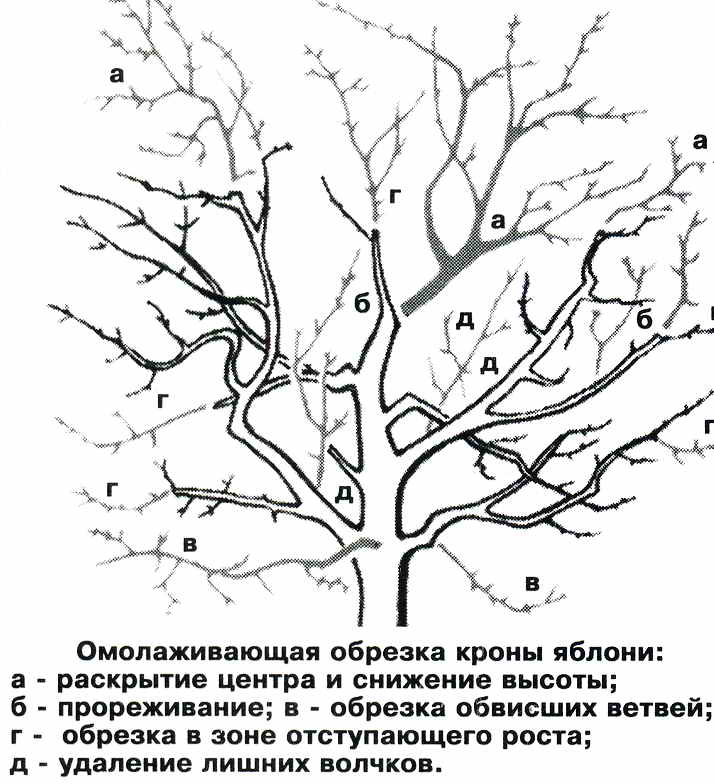 Как омолодить старое дерево