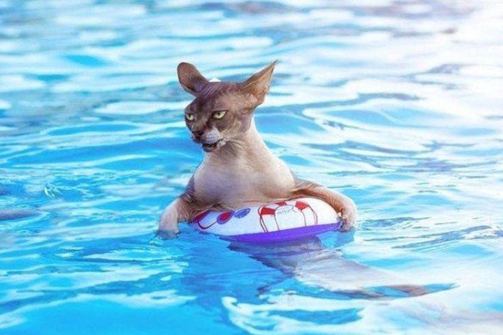 Морские котики) Коты и море