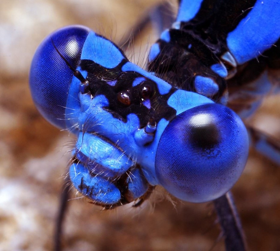 35 потрясающих снимков насекомых