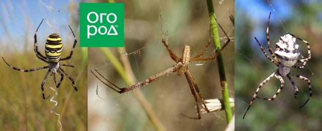 пауки в доме в квартире на даче