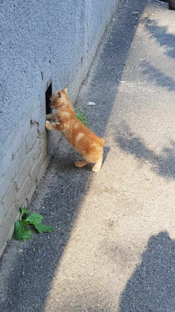 Крик о помощи...