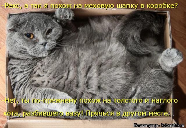 Лучшие котоматрицы за прошедшую неделю)) Лучшие котоматрицы за прошедшую неделю))