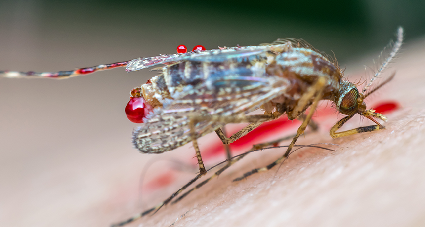 blood mosquito