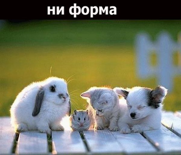 Дружба (18 фото)