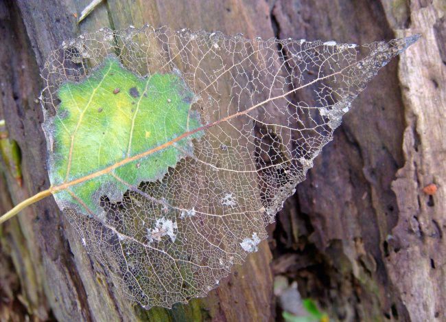 фотошоп, фотография, природа, мир