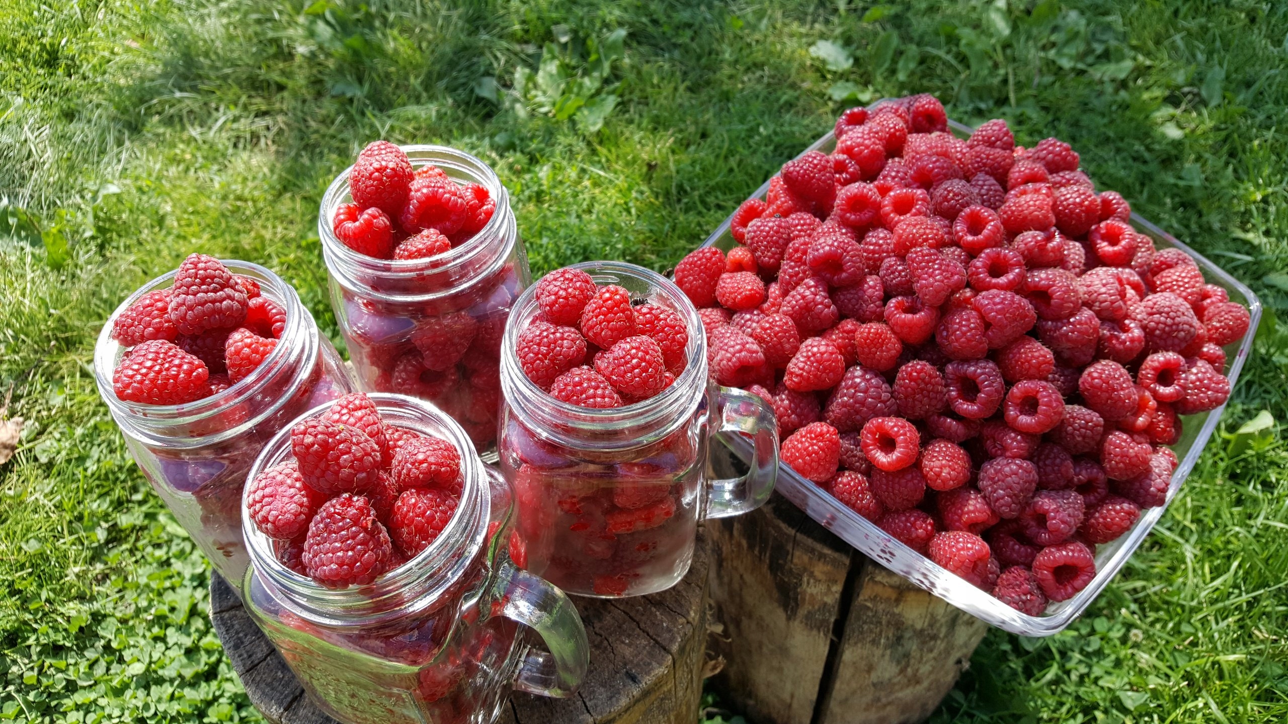 Малина в ландшафтном дизайне