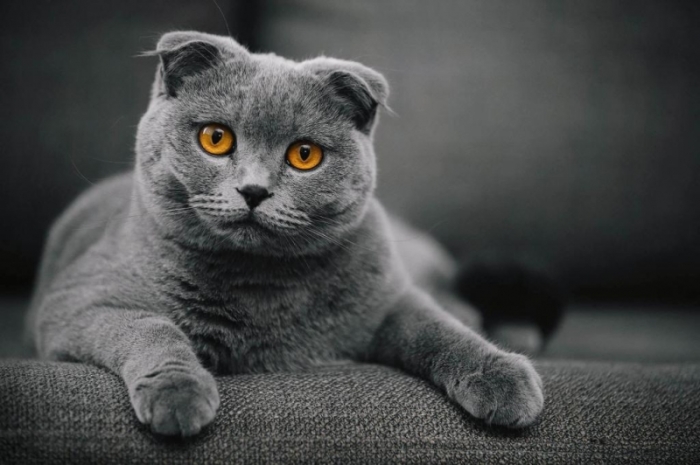 Шотландская вислоухая кошка. \ Фото: hochyvseznat.ru. Шотландская вислоухая кошка. \ Фото: hochyvseznat.ru.