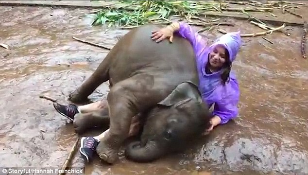 The calf then stumbles and falls as it slips in the mud while playing with Ms Frenchick