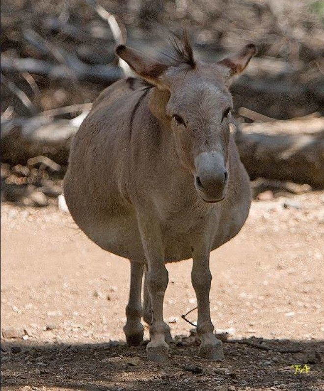 Беременность — она такая: самые очаровательные животные Беременность — она такая: самые очаровательные животные