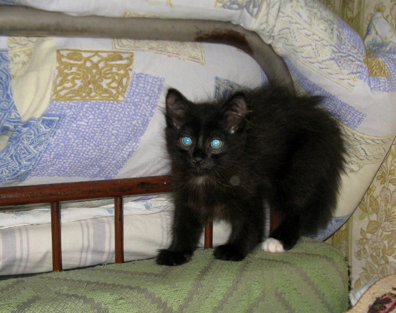 спасение котенка черный котенок