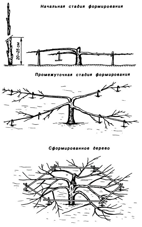 Сады ниже травы
